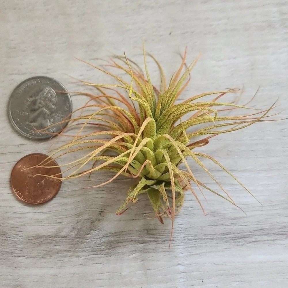 Small Colored Dried Airplant Tillandsia‎ Orange Yellow Decorative Botanical